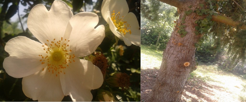 jardin mai 12