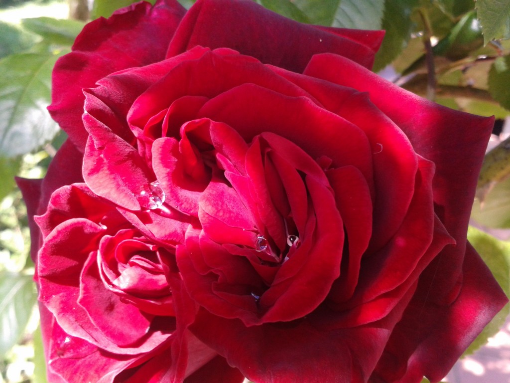 Rose SysyInTheCity Rose SysyInTheCity