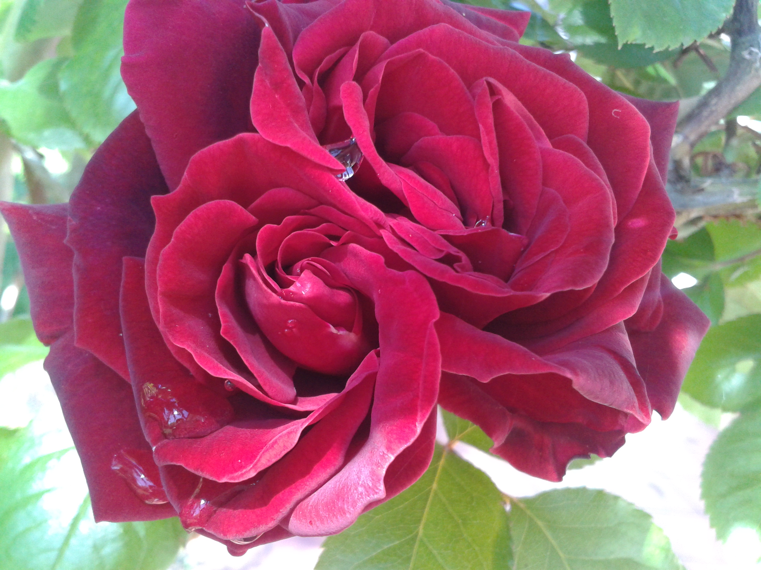 Une rose...